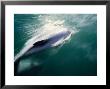 Hectors Dolphin, Porpoising, New Zealand by Gerard Soury Limited Edition Print