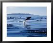 Long-Nosed Common Dolphin, Porpoising, Sea Of Cortez by Gerard Soury Limited Edition Print