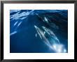 Short-Nosed Common Dolphin, Bowriding, Port by Gerard Soury Limited Edition Print
