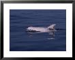 Rissos Dolphin, Porpoising, France by Gerard Soury Limited Edition Print