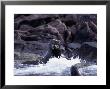 Californian Sea Lion, Playing, Baja California by Gerard Soury Limited Edition Print