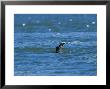 Harbour Seal, Eating A Flounder, Baie De Somme, France by Gerard Soury Limited Edition Print