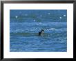 Harbour Seal, Eating A Flounder, Baie De Somme, France by Gerard Soury Limited Edition Pricing Art Print