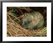 Hedgehog, England by Les Stocker Limited Edition Print