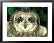 Short-Eared Owl, England by Les Stocker Limited Edition Print