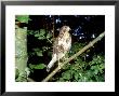 Common Buzzard, Young, England, Uk by Les Stocker Limited Edition Print