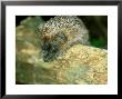 Hedgehog, Aylesbury, Uk by Les Stocker Limited Edition Print