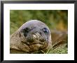 Southern Elephant Seal, South Georgia by David Tipling Limited Edition Print