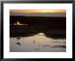 American Avocet, With Baby At Sunrise, Northern California, Usa by Roy Toft Limited Edition Print