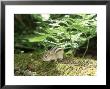 Eastern Chipmunk, Baxter State Park, Usa by Roy Toft Limited Edition Print