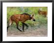Maned Wolf, Walking On Trail In Foreground With Second Wolf In Background, Costa Rica by Roy Toft Limited Edition Print