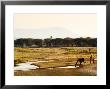 Masai Giraffes, Ruaha National Park, Tanzania by Ariadne Van Zandbergen Limited Edition Print