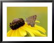 Edwards Hairstreak Butterfly, Feeding, Quebec, Canada by Robert Servranckx Limited Edition Pricing Art Print