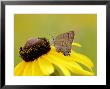 Edwards Hairstreak Butterfly, Feeding, Quebec, Canada by Robert Servranckx Limited Edition Print