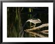 Black-Crowned Night Heron, Ile Bizard, Canada by Robert Servranckx Limited Edition Print