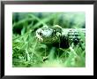 Grass Snake, Hampshire, Uk by Ian West Limited Edition Print