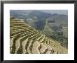 Longsheng Terraced Ricefields, Guilin, Guangxi Province, China by Angelo Cavalli Limited Edition Print