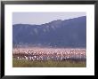 Flamingos, Lake Bogoria, Kenya, East Africa, Africa by Storm Stanley Limited Edition Print