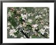 Apple Trees In Blossom, Normandy, France by Guy Thouvenin Limited Edition Print
