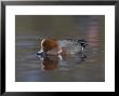 Wigeon, Anas Penelope, At Martin Mere Wildfowl And Wetlands Trust Reserve In Lancashire, England by Steve & Ann Toon Limited Edition Pricing Art Print