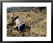 Rice Being Cut And Threshed, Guizhou Province, China by Occidor Ltd Limited Edition Pricing Art Print