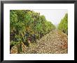 Cabernet Sauvignon Vines With Grapes, Chateau Du Tertre, Margaus, Medoc, Bordeaux, Gironde, France by Per Karlsson Limited Edition Print