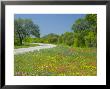 Curve In Roadway With Wildflowers Near Gonzales, Texas, Usa by Darrell Gulin Limited Edition Print