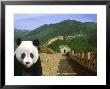 Panda At The Great Wall Of China by Bill Bachmann Limited Edition Print