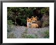 Den Of Red Foxes, Kamchatka, Russia by Daisy Gilardini Limited Edition Print