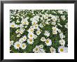 Oxeye Daisies by Chuck Haney Limited Edition Print