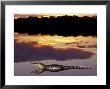 Caiman In Lagoon At Sunset, Pantanal, Brazil by Theo Allofs Limited Edition Print