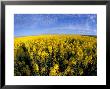 Canola Crop, Grangeville, Idaho, Usa by Terry Eggers Limited Edition Print