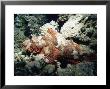 Deadly Stone Fish, Off Sharm El-Sheikh, Sinai, Red Sea, Egypt, North Africa, Africa by Upperhall Ltd Limited Edition Print