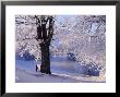 Winter Scene Beside The River Tay, Aberfeldy, Perthshire, Scotaland, Uk by Kathy Collins Limited Edition Print