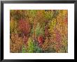 White Mountains Natioinal Forest In Fall, Near North Conway, New Hampshire, Usa by Fraser Hall Limited Edition Print