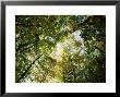 Sugar Maple Trees In Autumn, Shot With Fisheye Lens, Bavaria, Germany, Europe by Jochen Schlenker Limited Edition Print