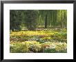 Field Of Flowers, Yiheyuan (Summer Palace), Beijing, China, Asia by Jochen Schlenker Limited Edition Print