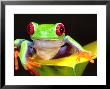 Red Eye Tree Frog On A Calla Lily, Native To Central America by David Northcott Limited Edition Print