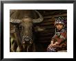 Hani Child And Water Buffalo For Ploughing Rice Paddies, Yuanyang, Honghe Prefecture, China by Pete Oxford Limited Edition Print