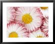 Several Daisies by Marc O. Finley Limited Edition Print