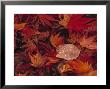 Autumn Leaves by Jon Arnold Limited Edition Print