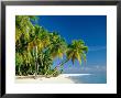 Palm Trees And Tropical Beach, Maldive Islands, Indian Ocean by Steve Vidler Limited Edition Pricing Art Print