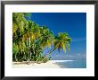 Palm Trees And Tropical Beach, Maldive Islands, Indian Ocean by Steve Vidler Limited Edition Print