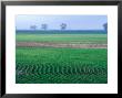 Spring Plowed Field Of Crops by Gayle Harper Limited Edition Print