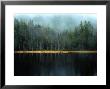 Arrow-Straight Evergreens Are Reflected In A River Or Lake; The Rest Is Lost In Mist by Mattias Klum Limited Edition Print