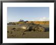 Elephant Seal Big Bull On The Beach, California by Rich Reid Limited Edition Pricing Art Print