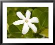 National Flower, The Tahitian Gardenia, French Polynesia by Tim Laman Limited Edition Print