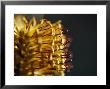 Delicate Yellow And Red Flower Of The Hairpin Banksia, Spinulosa, Bunyip State Forest, Australia by Jason Edwards Limited Edition Print