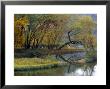 Trees In Autumn Hues At The Confluence Of Gauley And Kanawha Rivers by Raymond Gehman Limited Edition Print