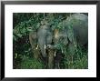 Pair Of Young Asian Elephants Interact In Jungle Foliage by Tim Laman Limited Edition Pricing Art Print